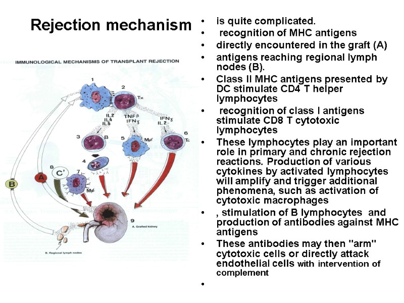 Rejection mechanism is quite complicated.   recognition of MHC antigens  directly encountered